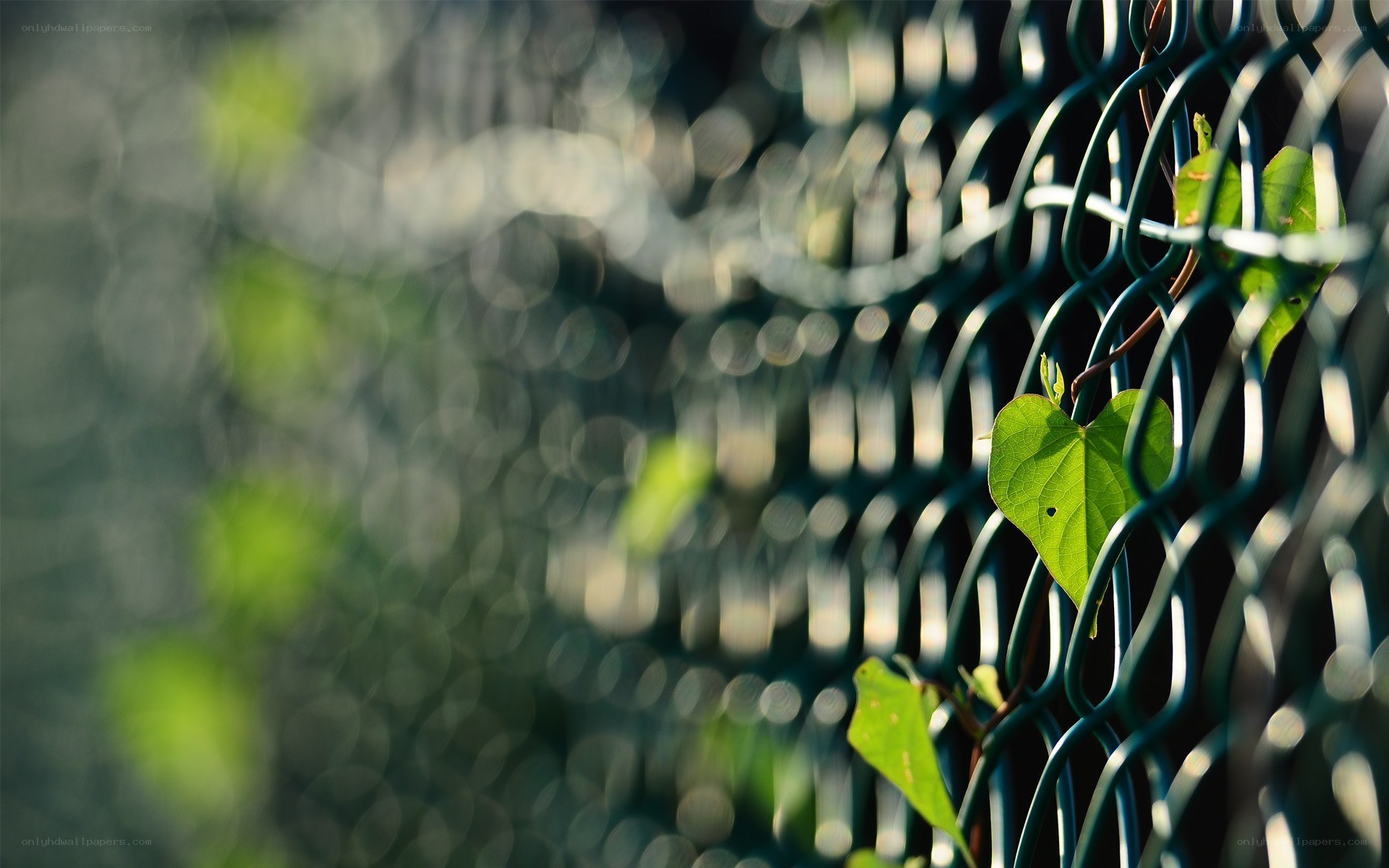 green leaf on chain-link fence
