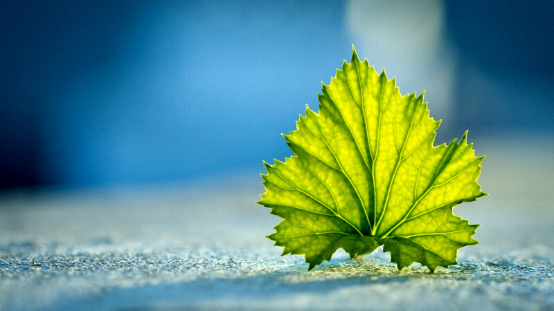 Green Leaf on Concrete — Serene