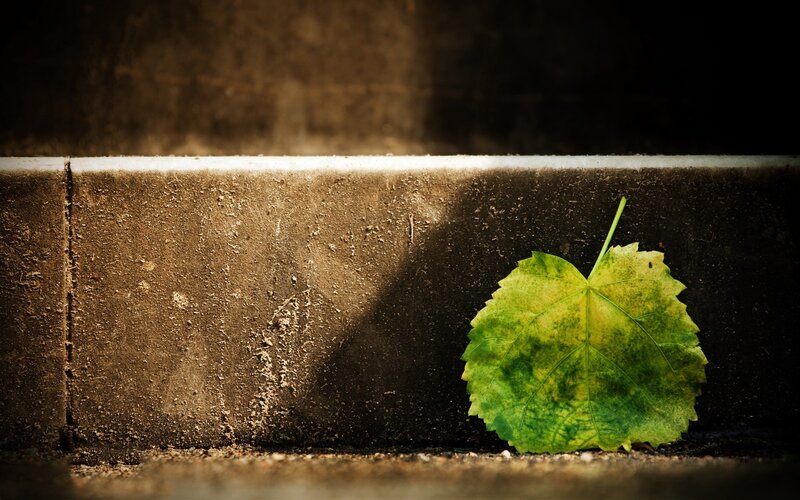 Green leaf on concrete step