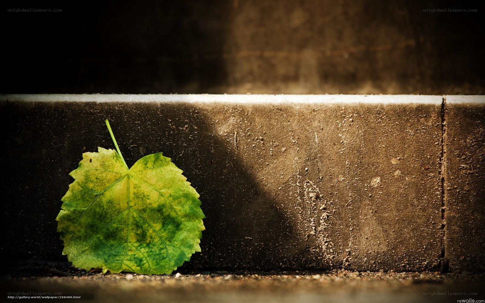 green leaf on concrete step