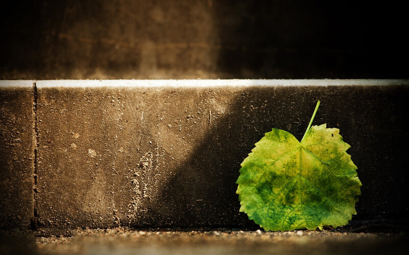 Green Leaf on Concrete