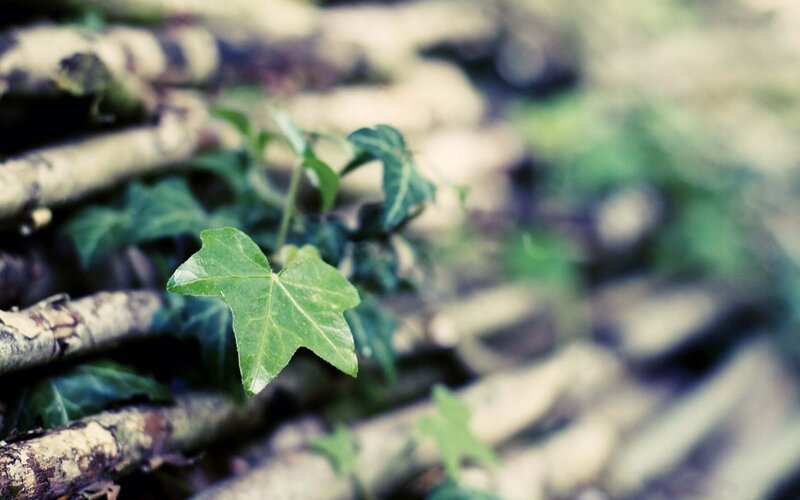green leaf on forest floor