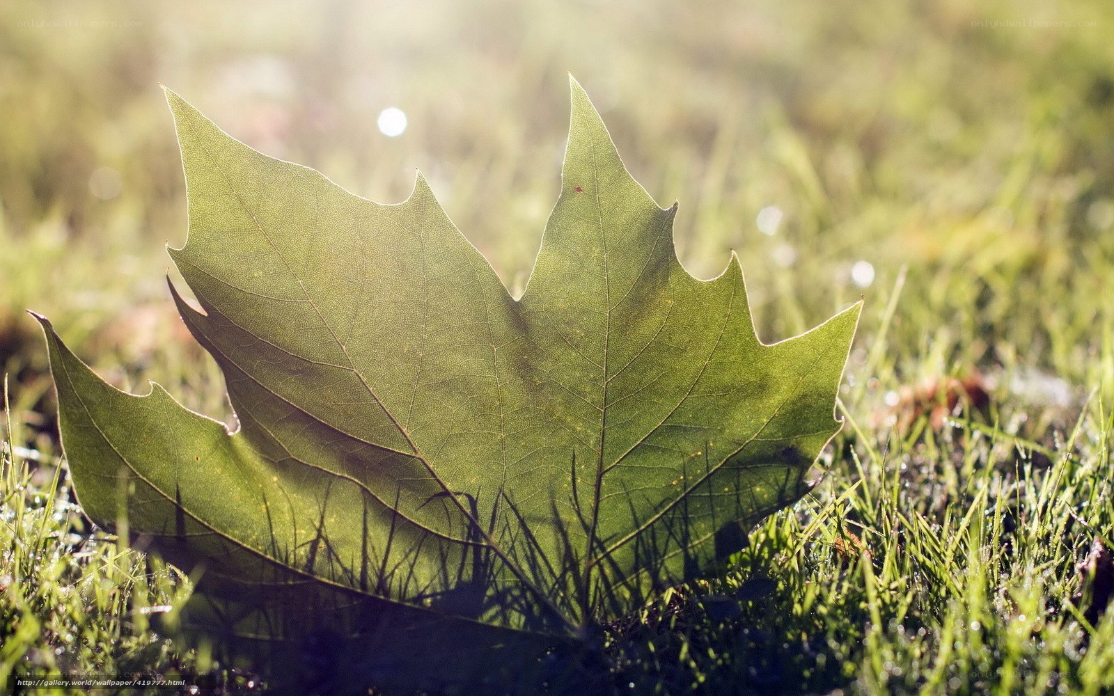 Green leaf on grass in sunlight