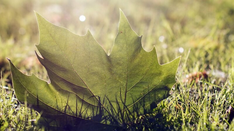 Green Leaf on Grass — Serene