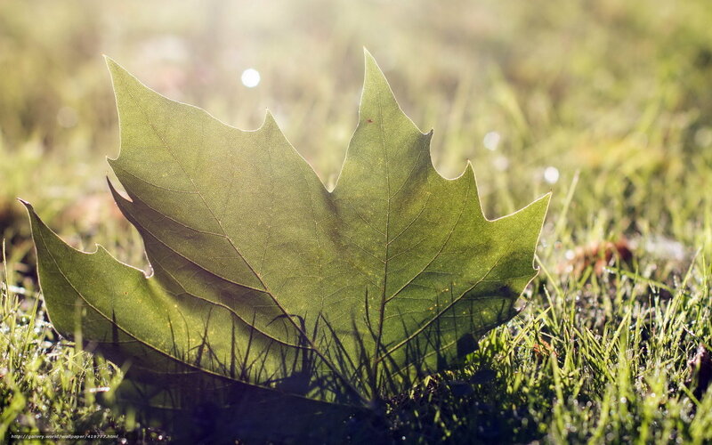 Green Leaf on Grass