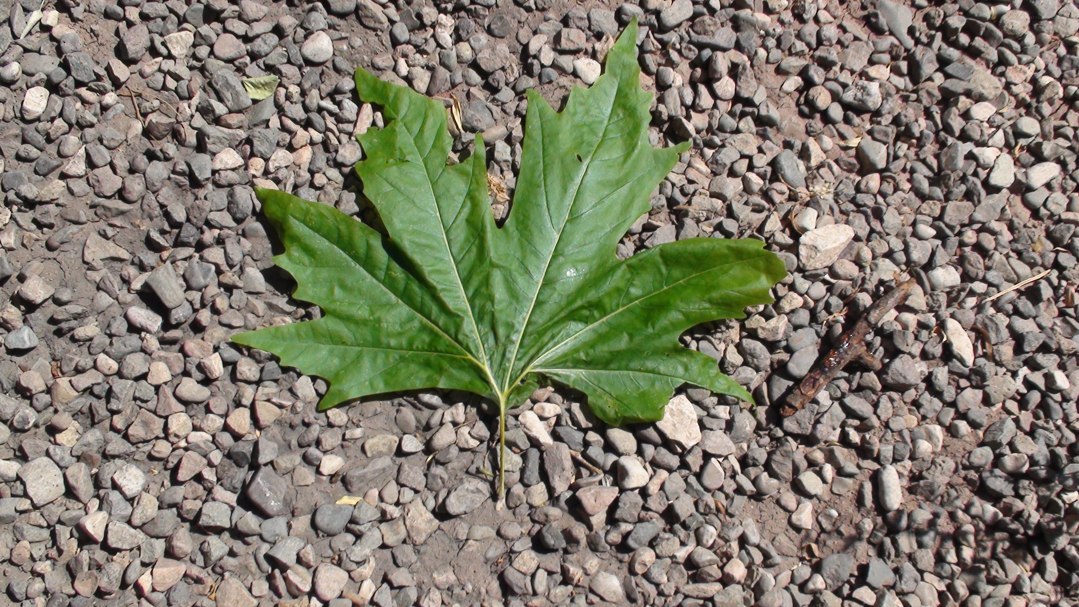 green leaf on gravel