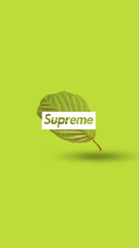 Green Leaf on Green Background