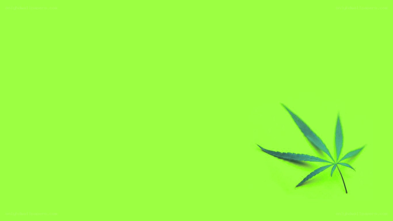 green leaf on lime background