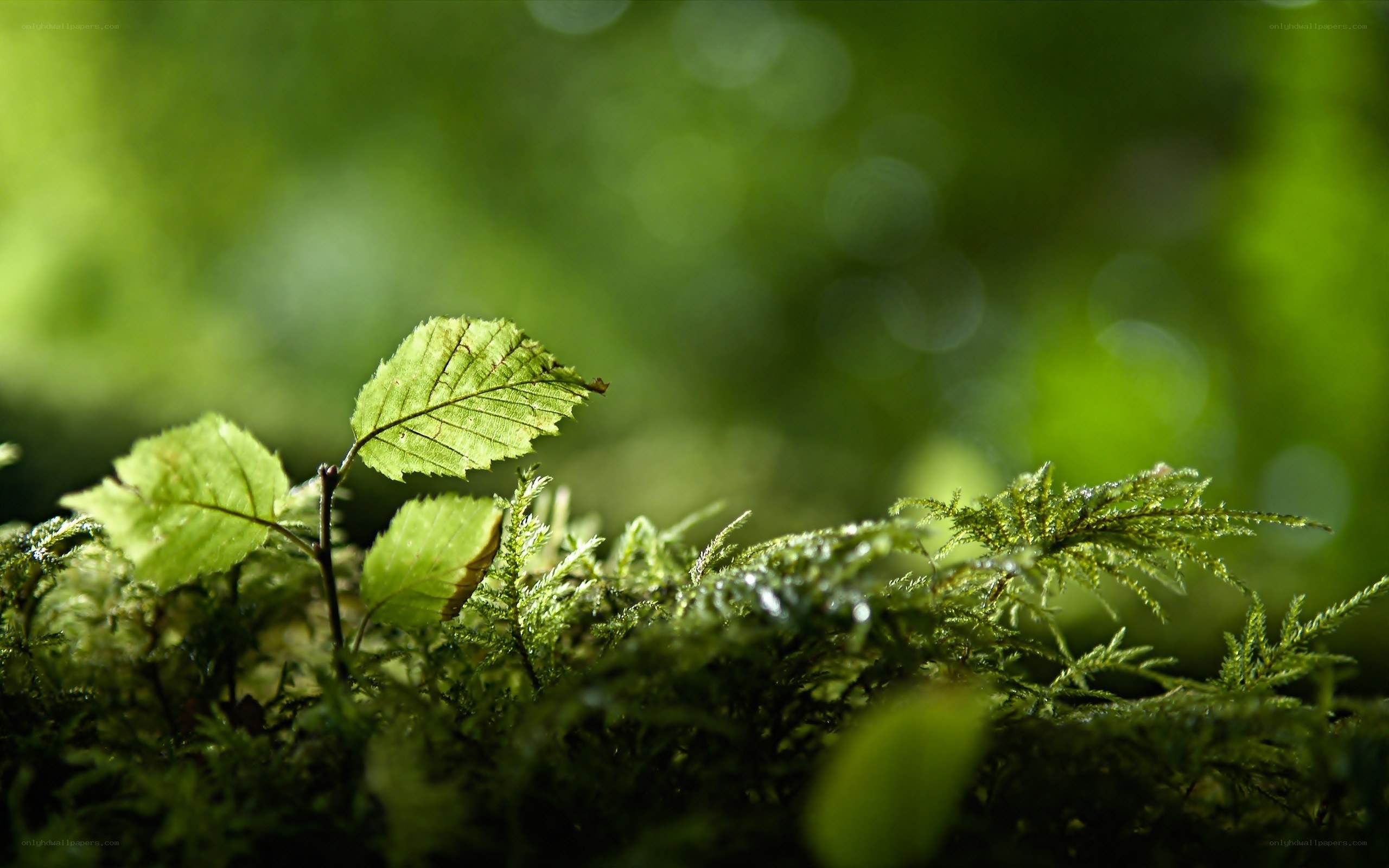 green leaf on moss