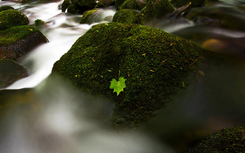 Green Leaf on Mossy Rock