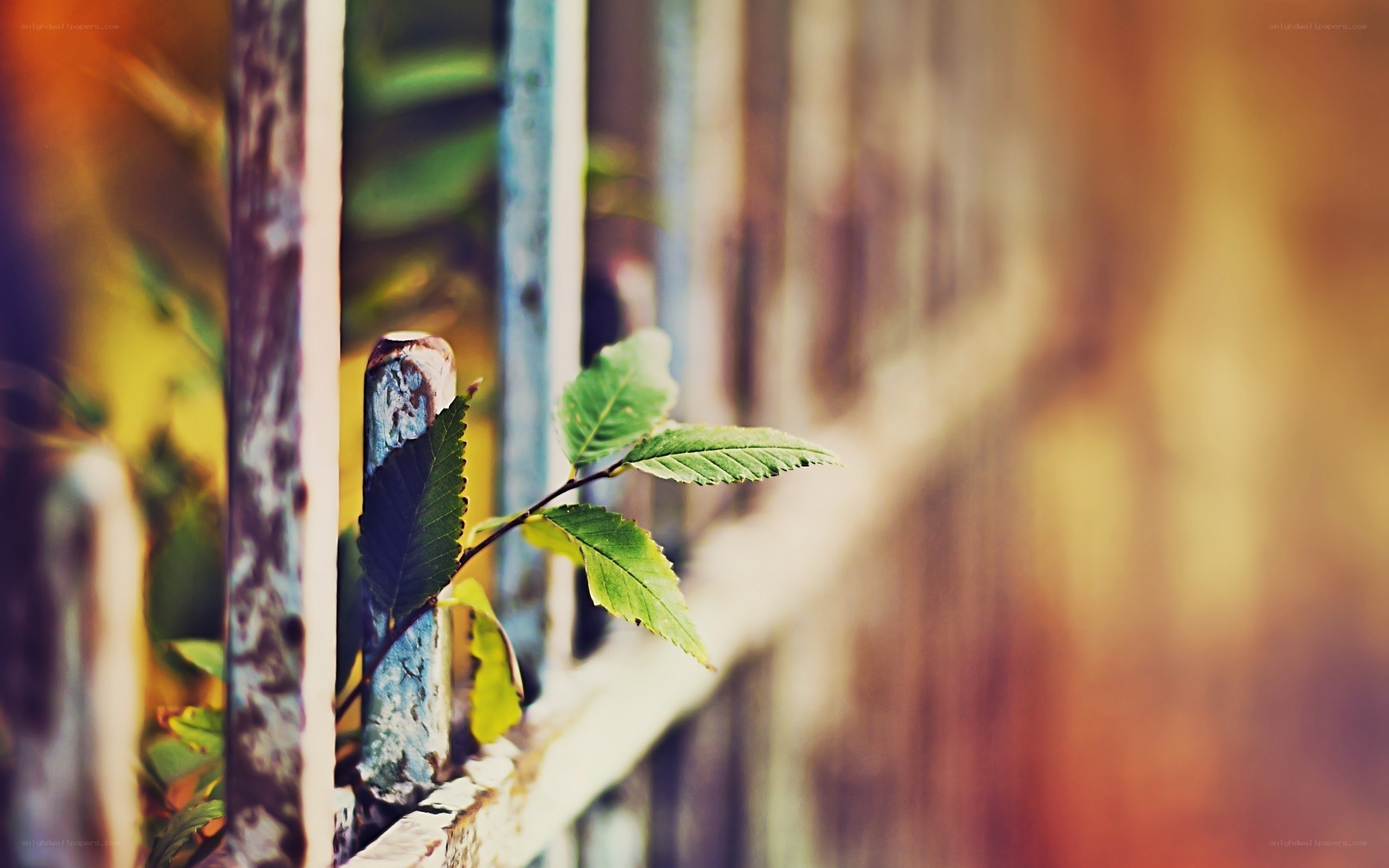 green leaf on old fence