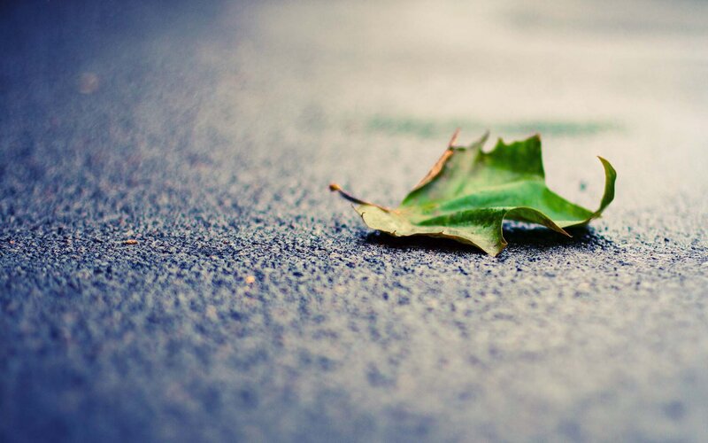 Green Leaf on Pavement — Calm, Autumn