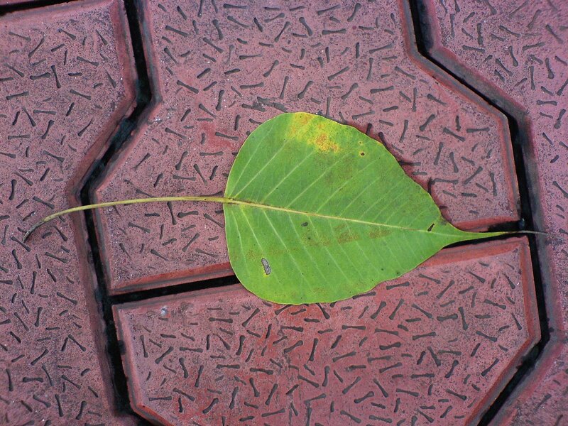 Green Leaf on Pavement — Calm