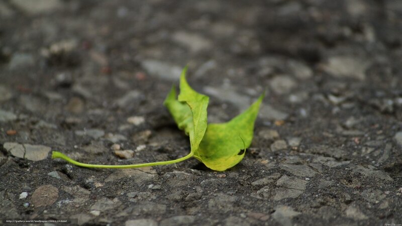 green leaf on pavement
