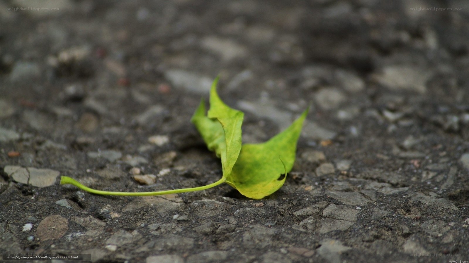 green leaf on pavement