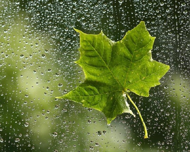 green leaf on rainy window