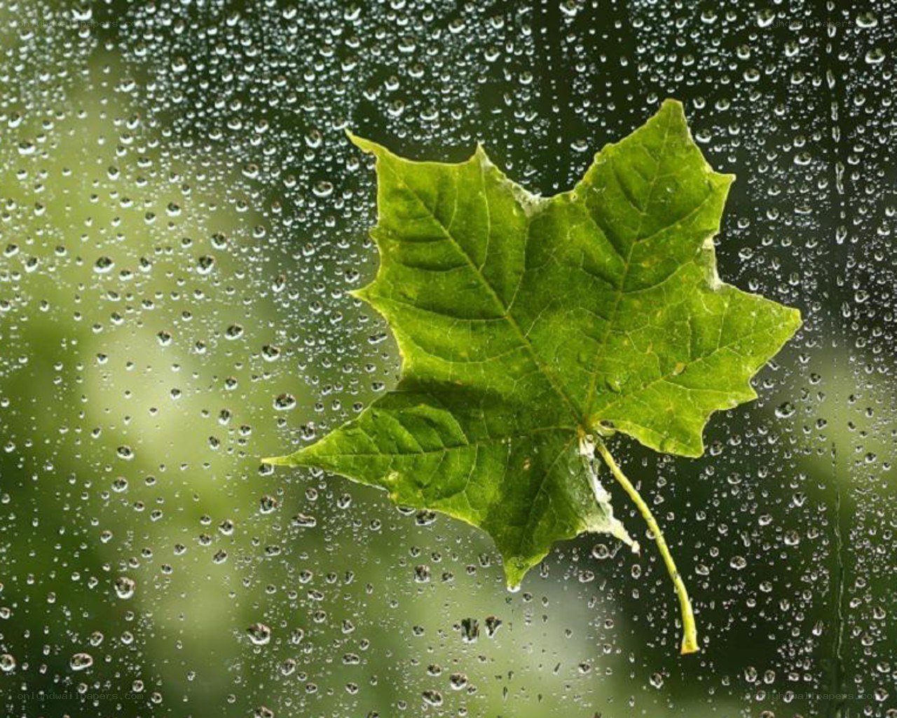 green leaf on rainy window