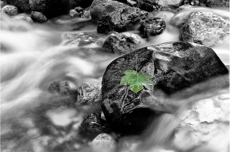 Green Leaf on Rock