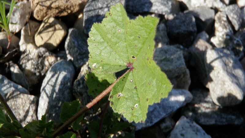 green leaf on rocky ground