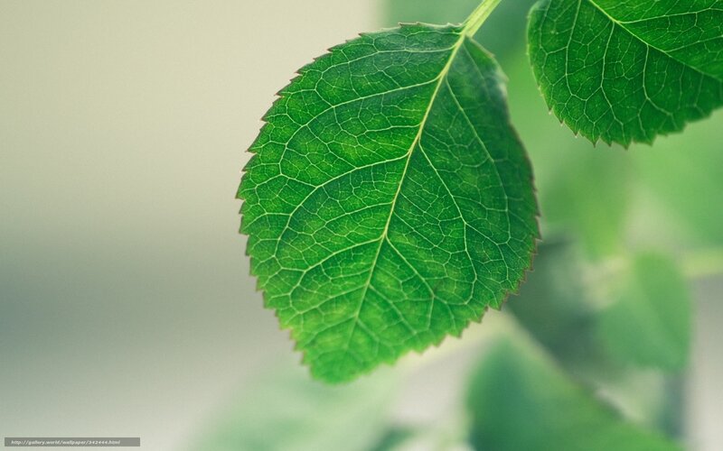 Green Leaf on Stem — Calm