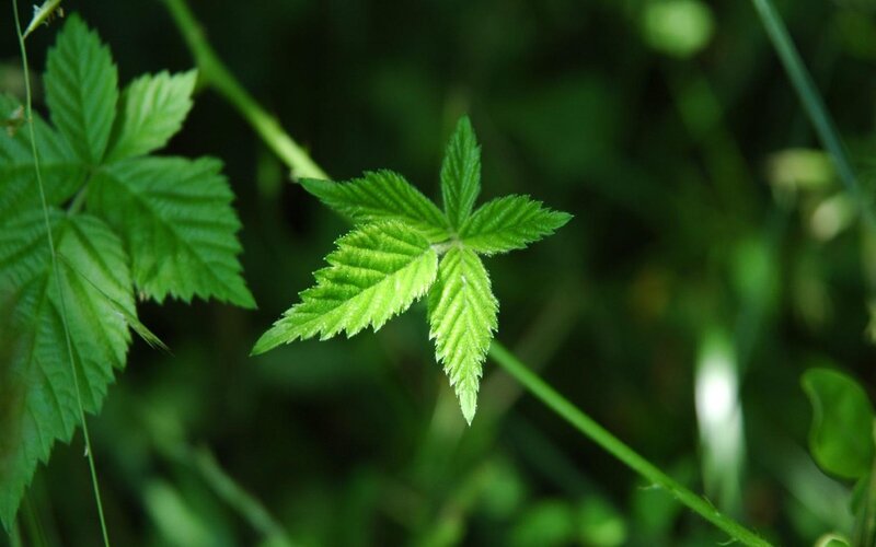 Green Leaf on Stem — Natural, Photograph, Background