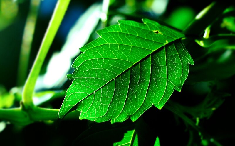 Green Leaf on Stem — Natural, Photograph, Leaf Veins