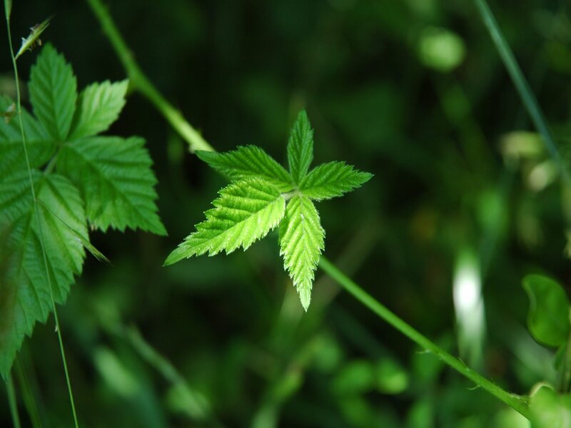 Green Leaf on Stem — Natural, Photograph