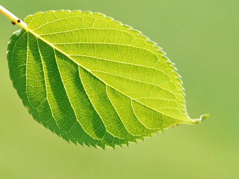 Green Leaf on Stem — Serene, Morning