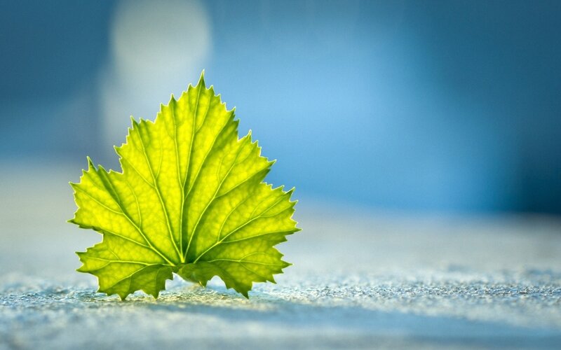 Green Leaf on Surface — Serene, Morning, Photograph