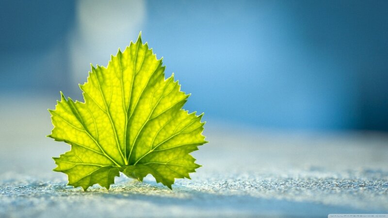 Green Leaf on Surface — Serene, Morning