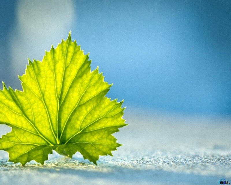 Green Leaf on Surface — Serene, Photograph, Blue Background