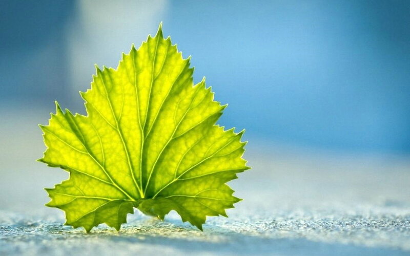 Green Leaf on Surface — Serene