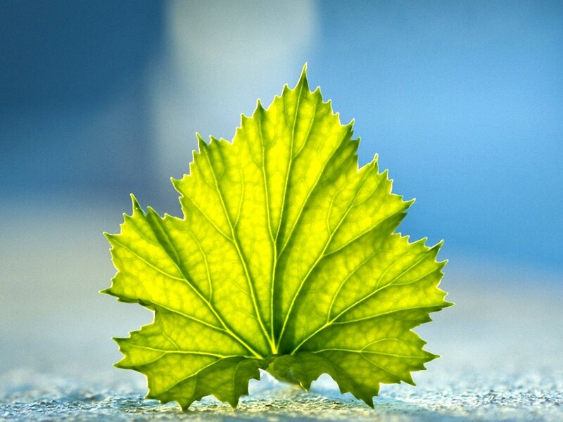 Green Leaf on Surface