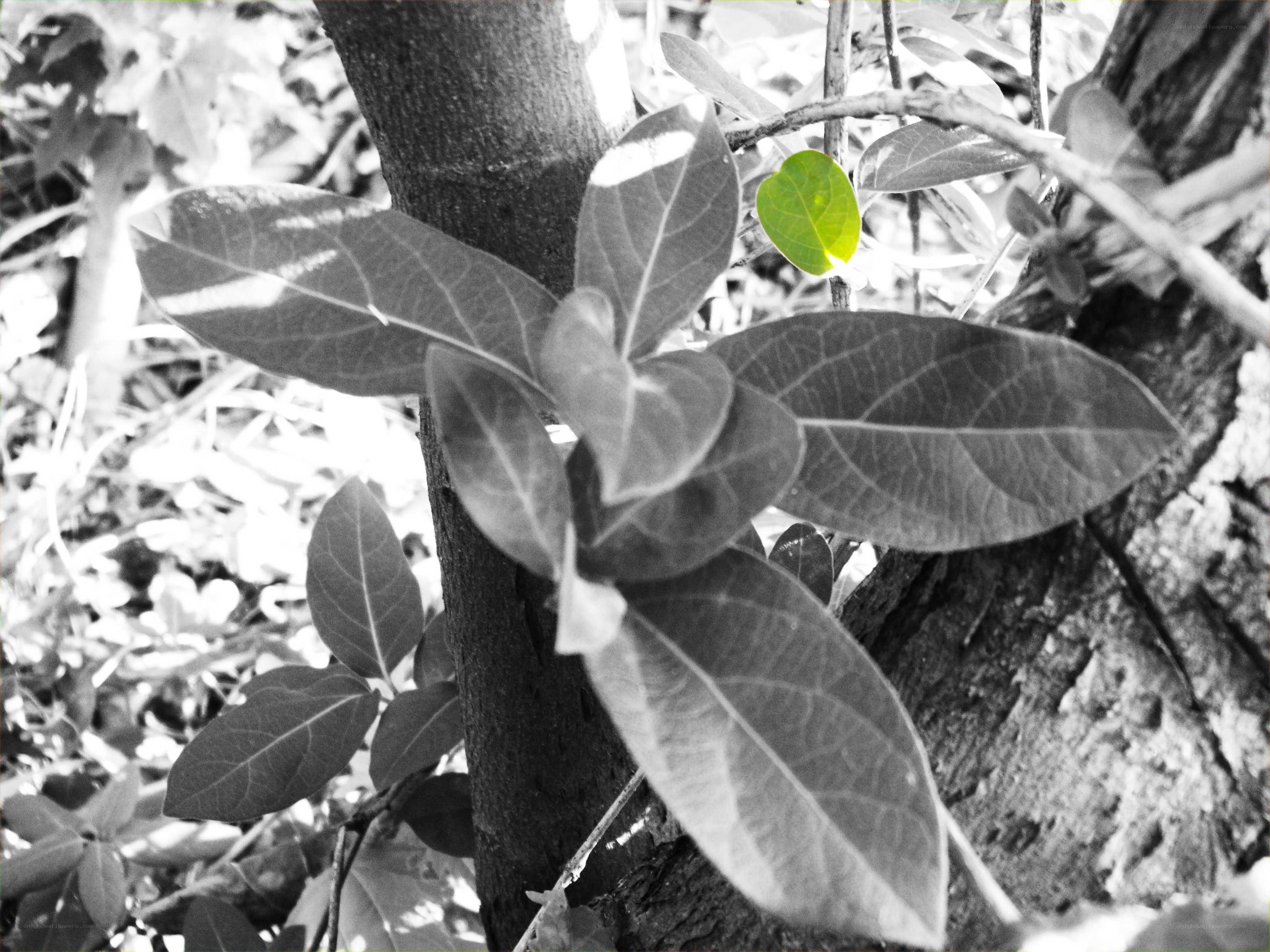 green leaf on tree branch