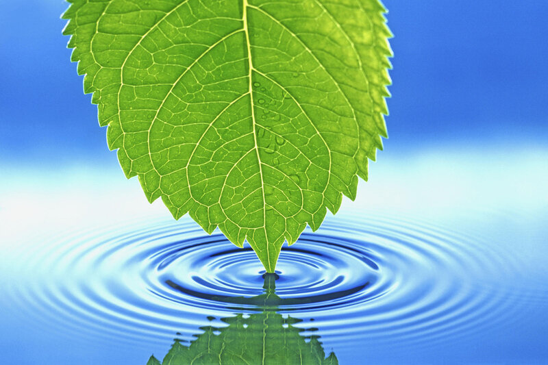 Green Leaf on Water — Serene, Photograph