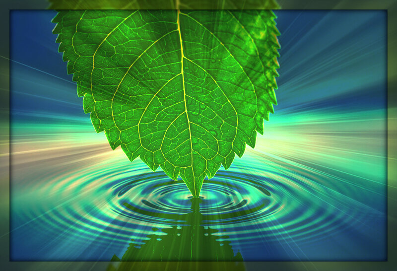 Green Leaf on Water — Serene