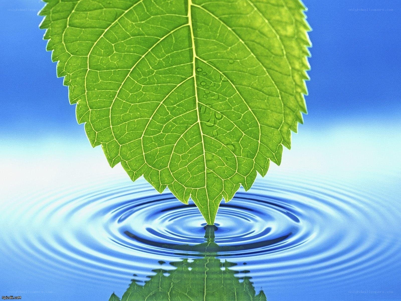 green leaf on water surface