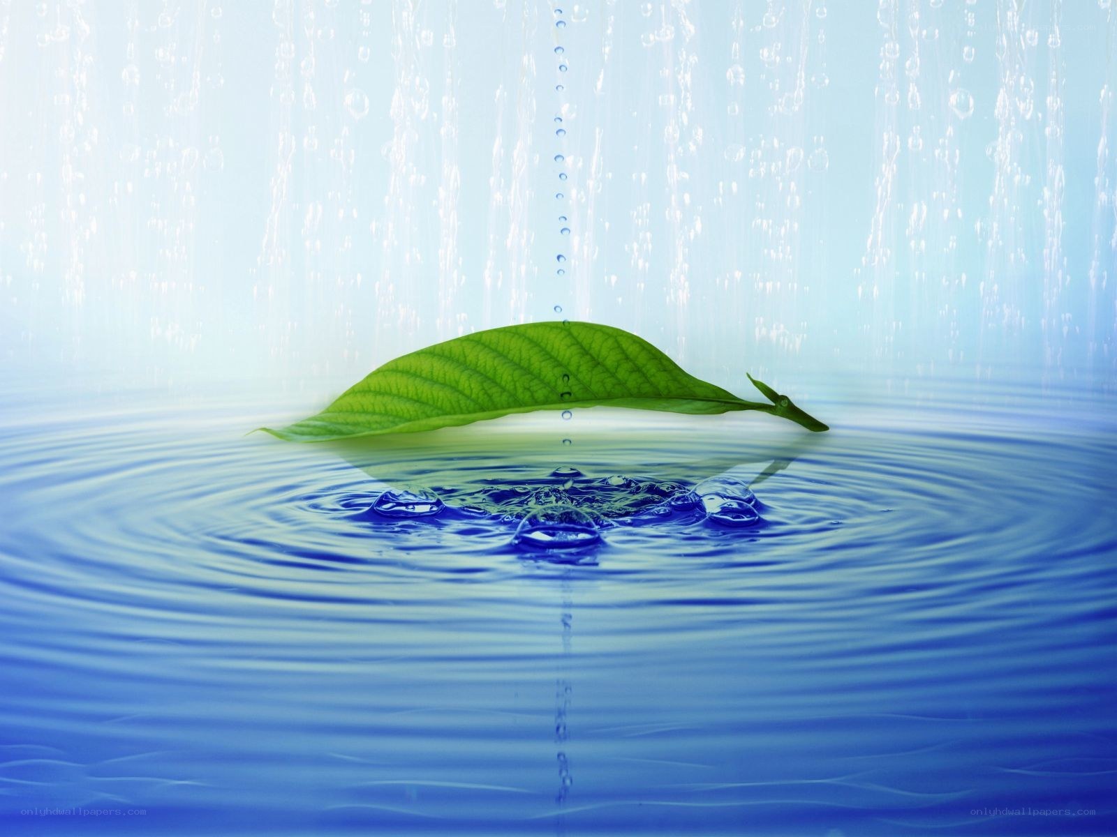 green leaf on water surface