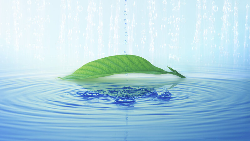 green leaf on water surface