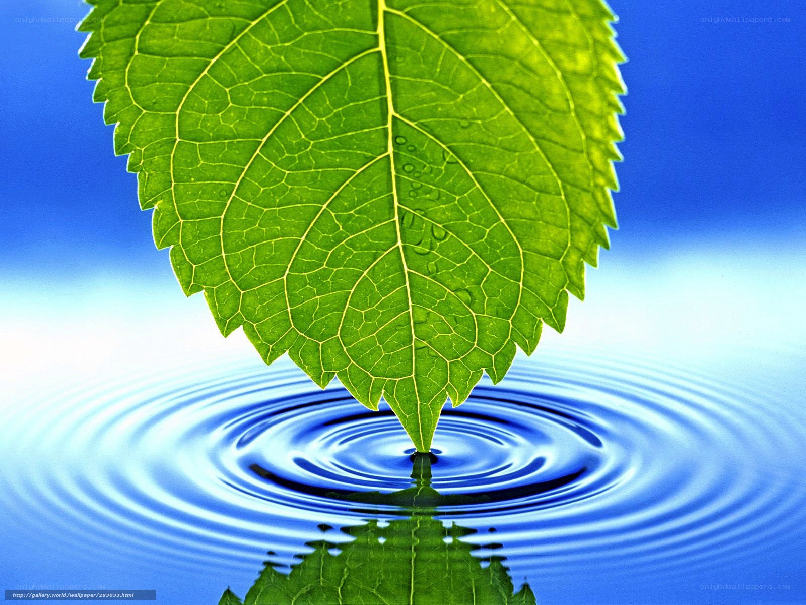 green leaf on water surface