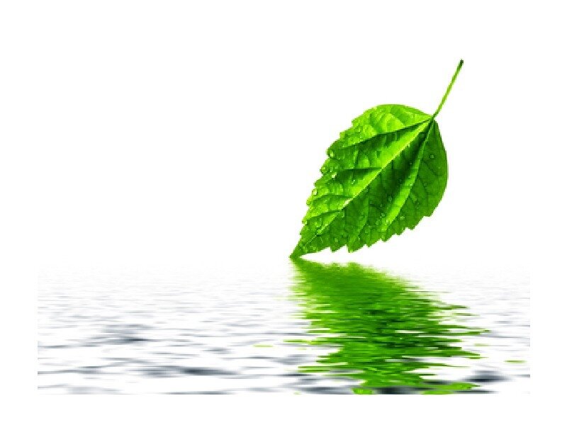 green leaf on water