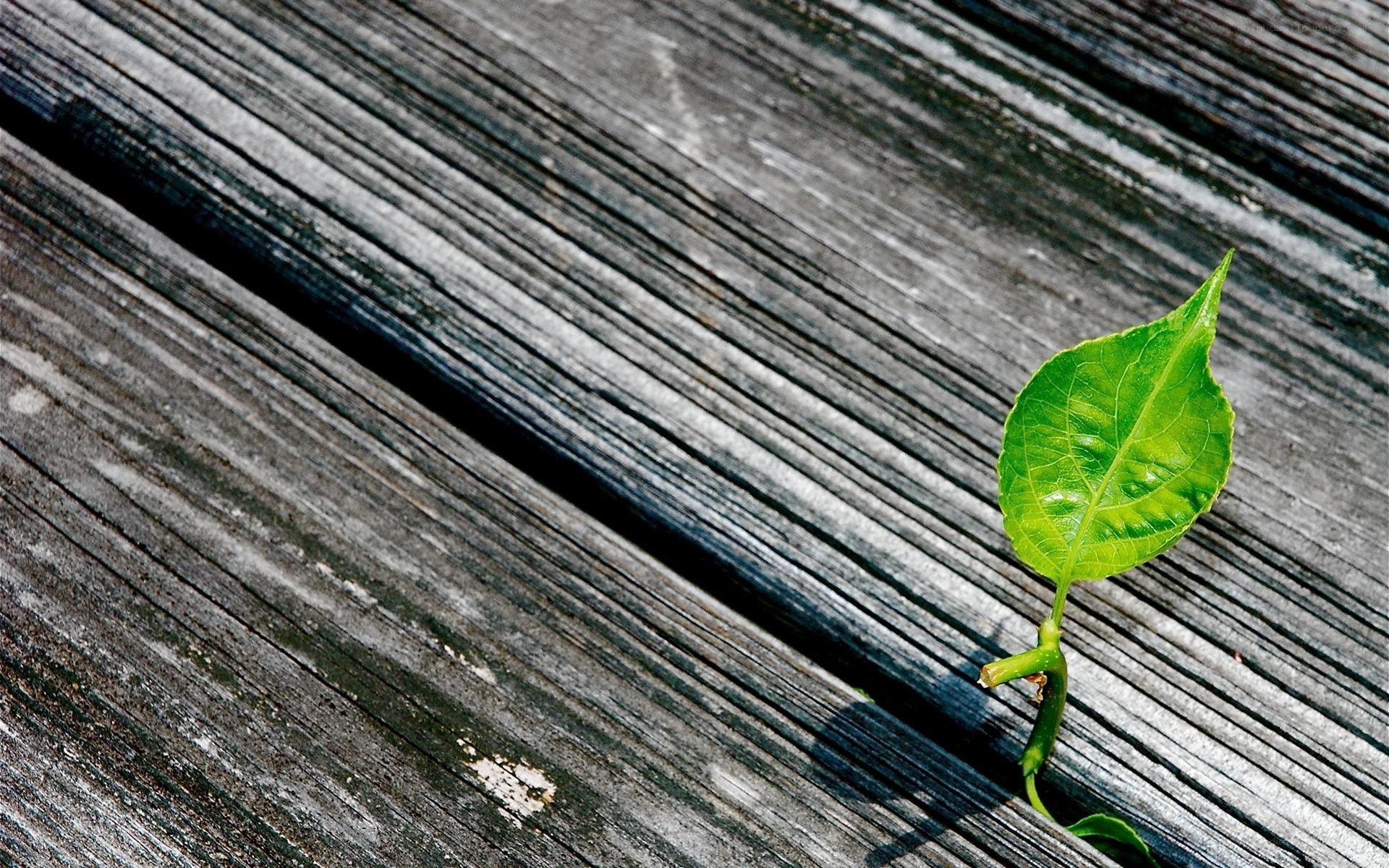 green leaf on weathered wood