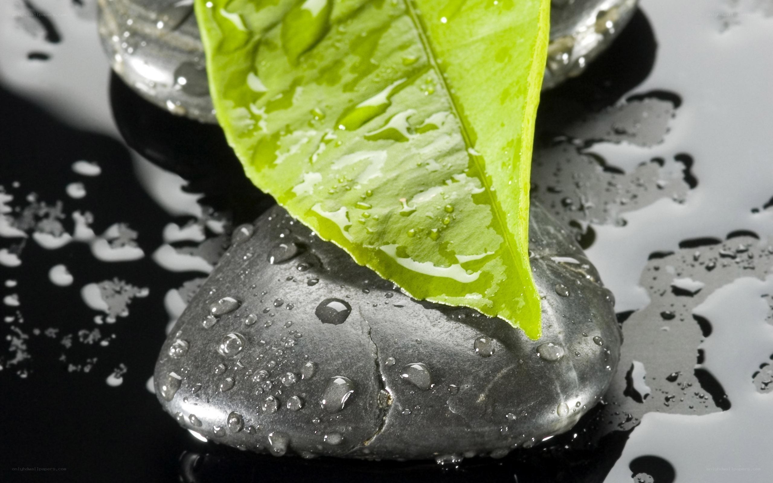 green leaf on wet stone