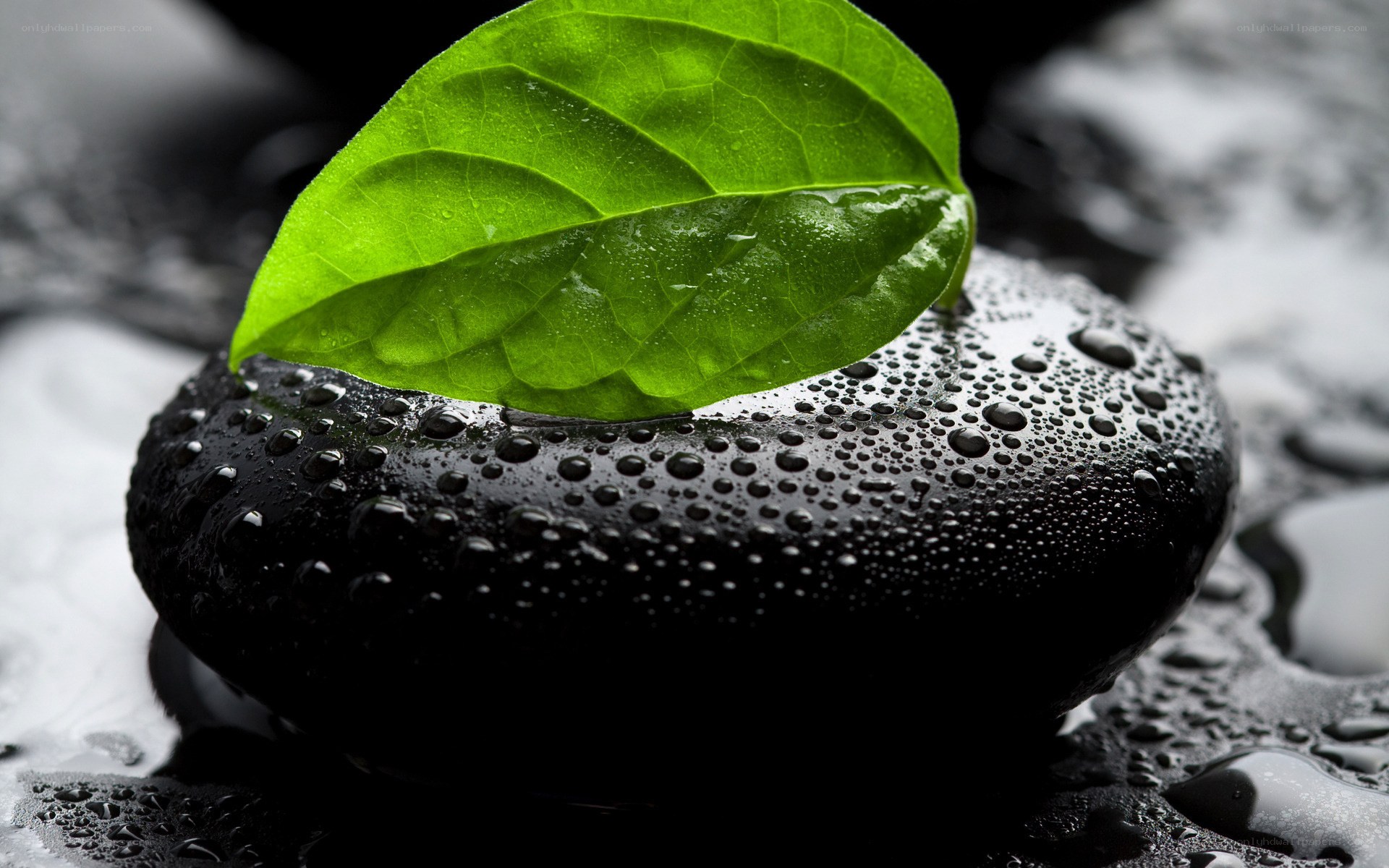 green leaf on wet stone