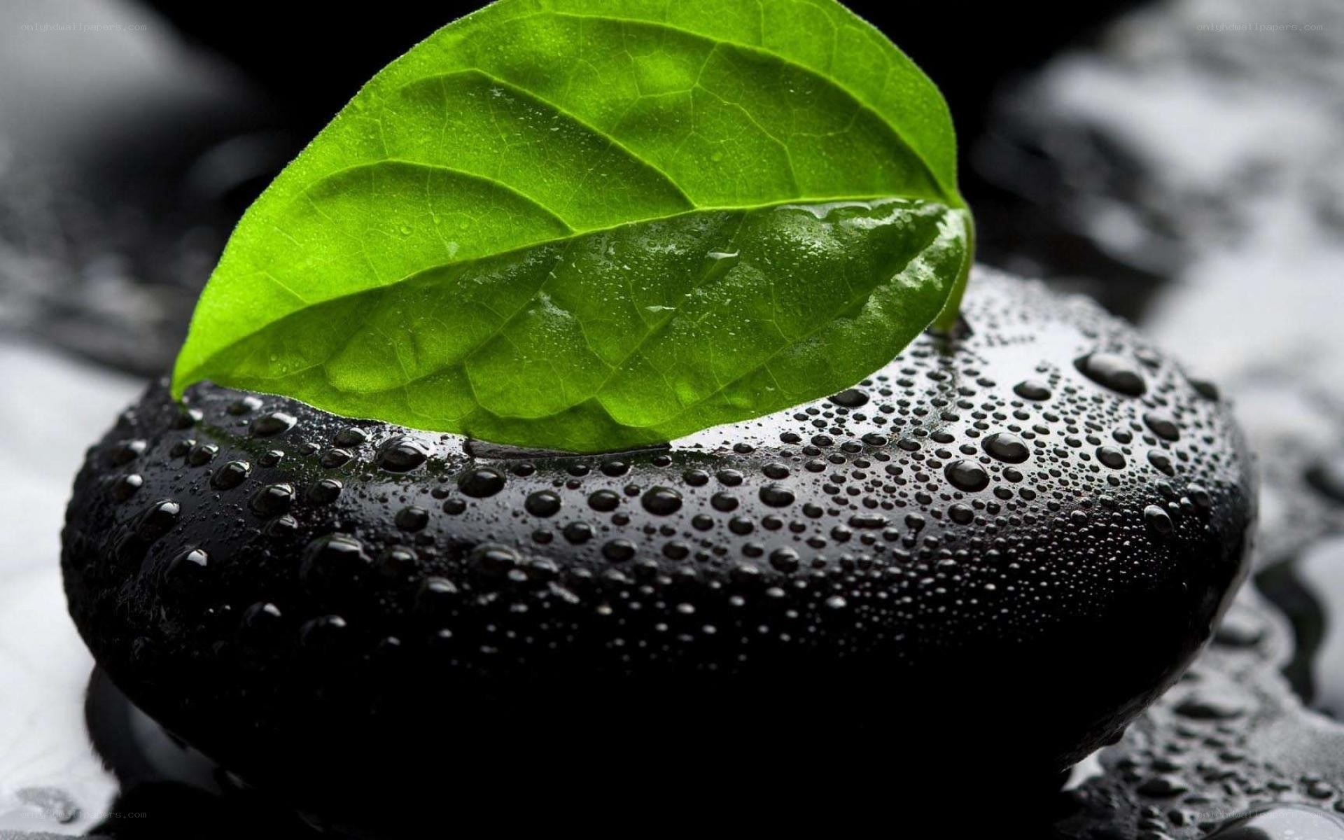green leaf on wet stone