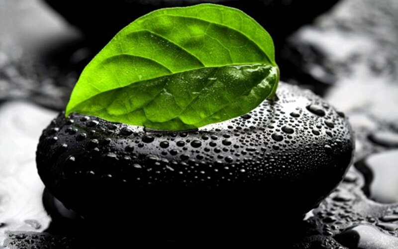 Green Leaf on Wet Stone — Black