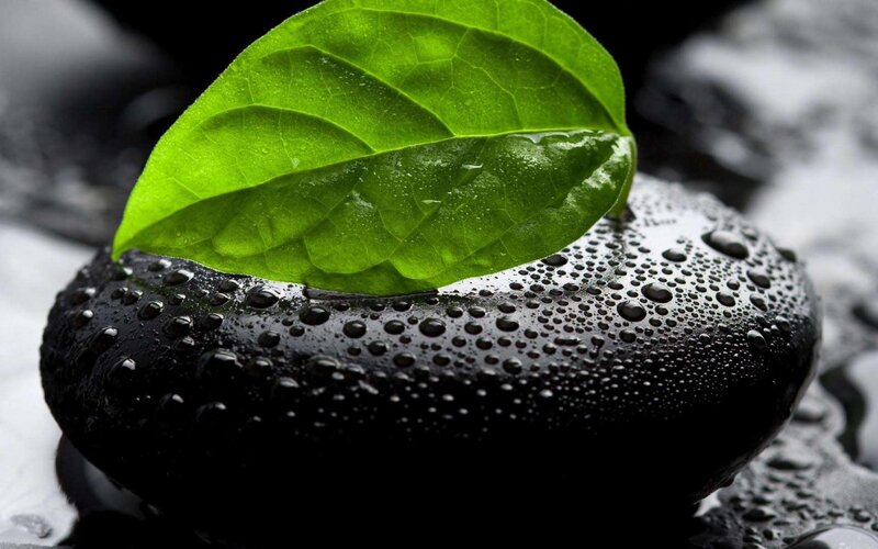 Green Leaf on Wet Stone — Photograph