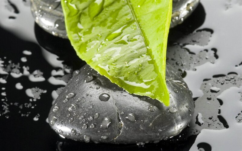 Green Leaf on Wet Stone — Serene, Photograph
