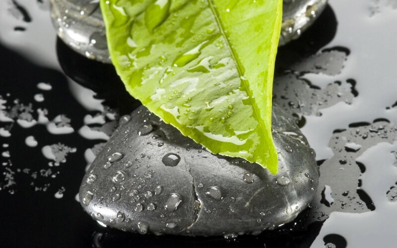 Green Leaf on Wet Stone — Serene