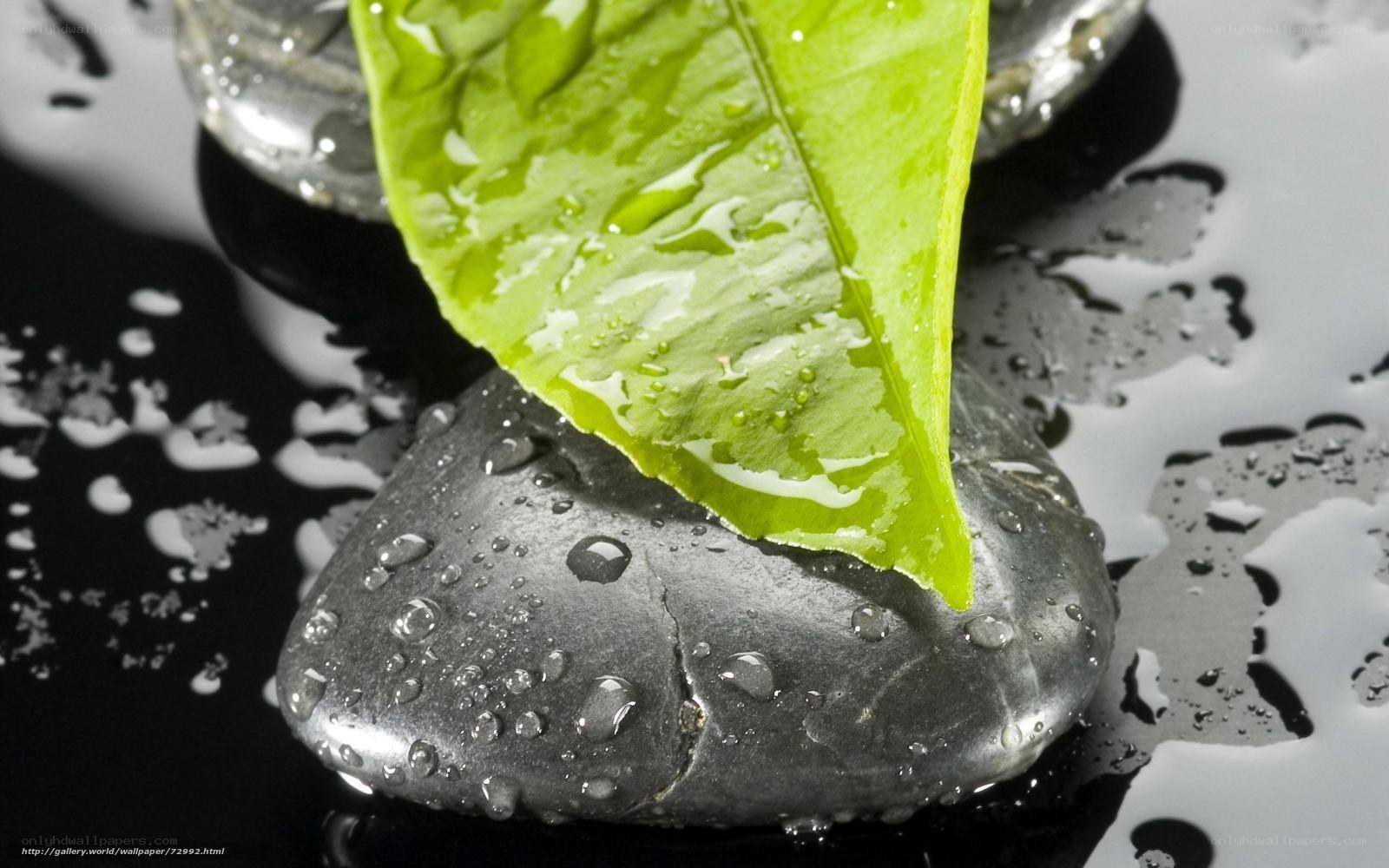 Green leaf on wet stone